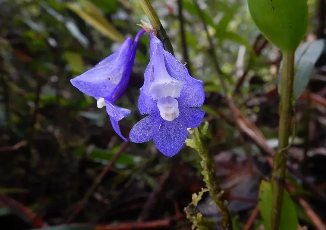 Spectacular rare orchid found during surveys in West Papua | Fauna